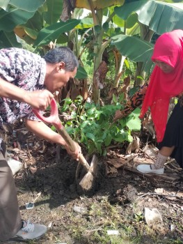 PENANAMAN SERIBU POHON